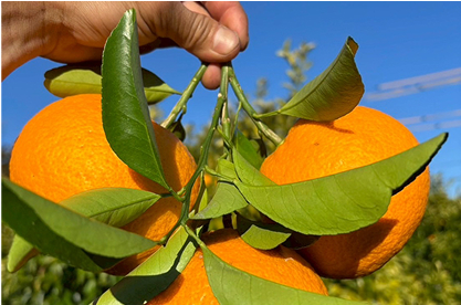 小学生未満は無料!